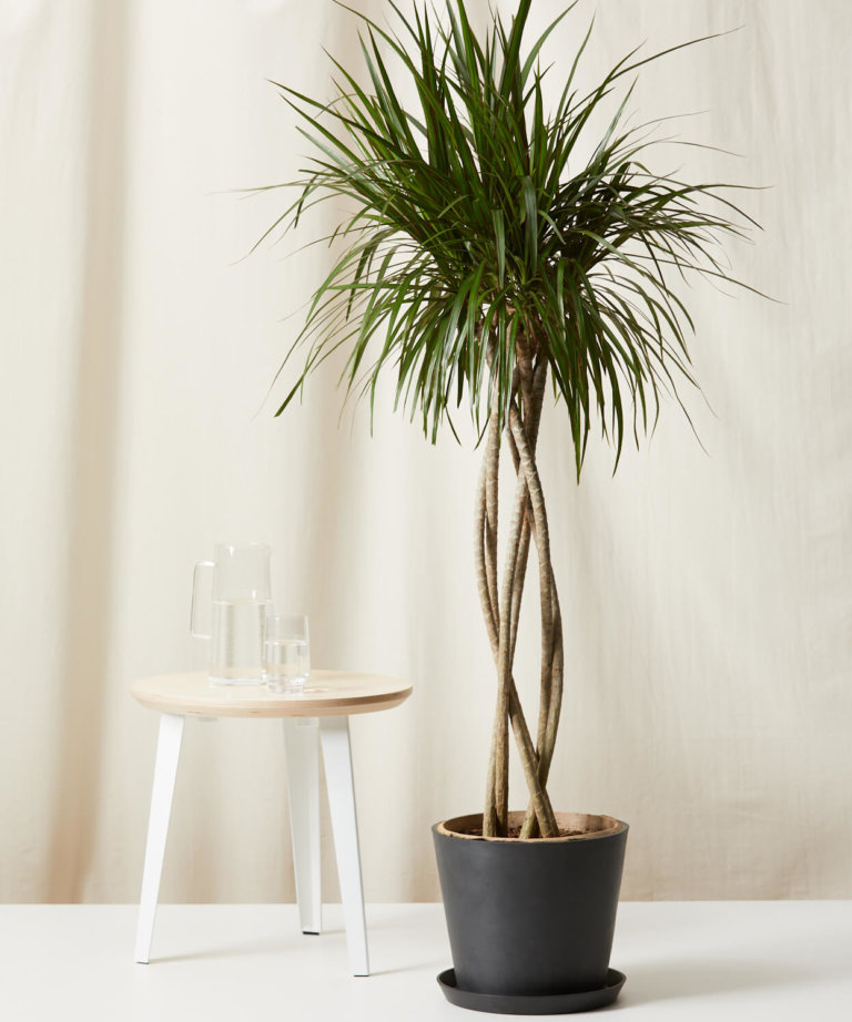 Money Tree 101: How to Care for Money Trees | Bloomscape