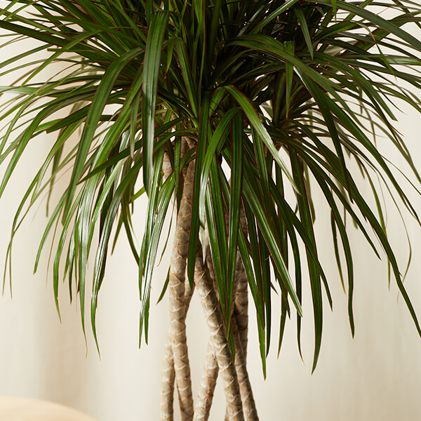 Dracaena Care