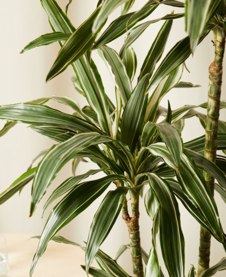 Buy Potted Dracaena Warneckii Indoor Plant | Bloomscape