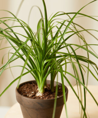 Buy Bloomscape Potted Easy Peasy Collection
