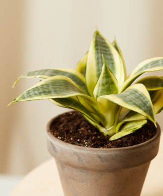 Buy Bloomscape Potted Easy Peasy Collection