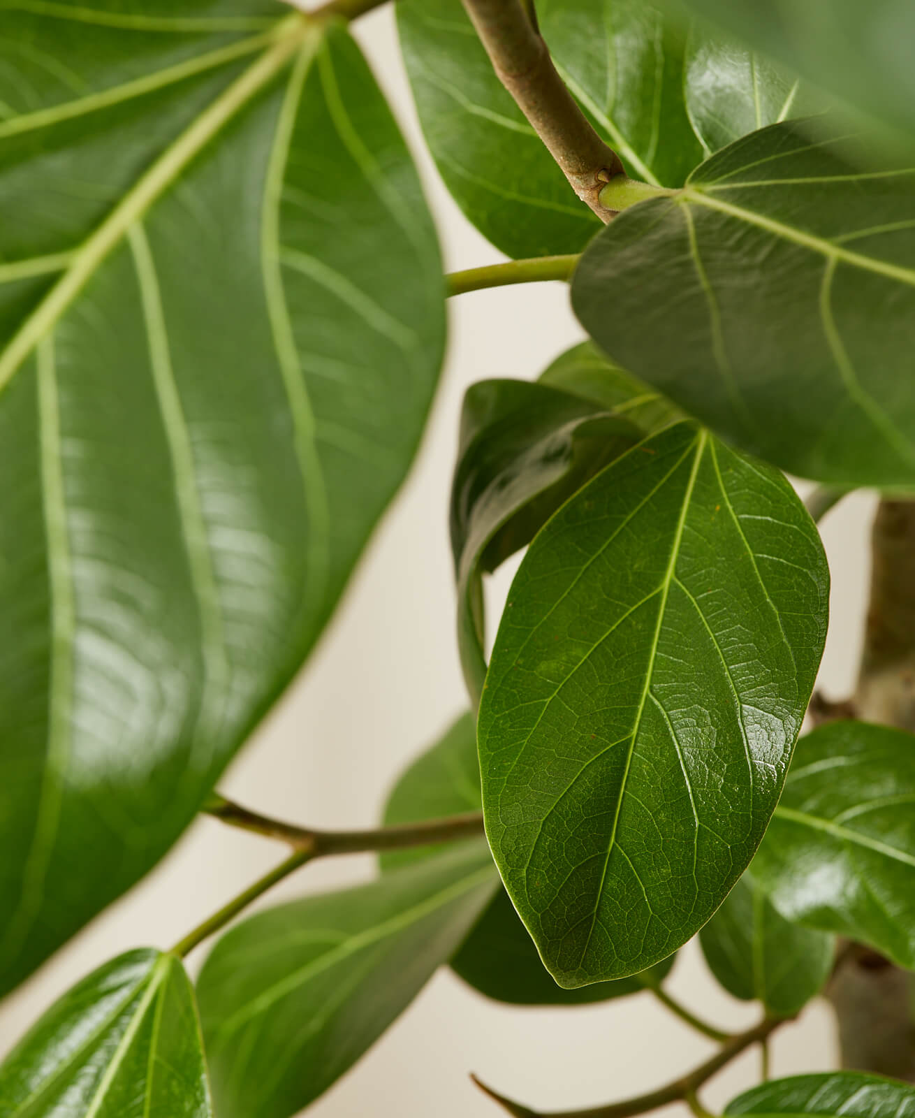 Buy Bloomscape Potted Ficus Audrey