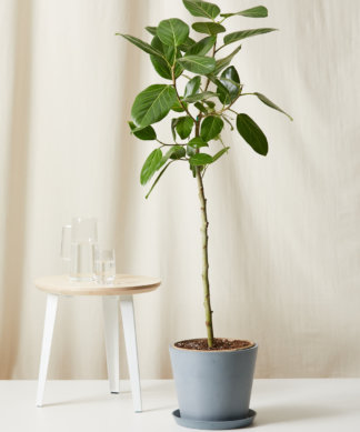 Buy Bloomscape Potted Ficus Audrey