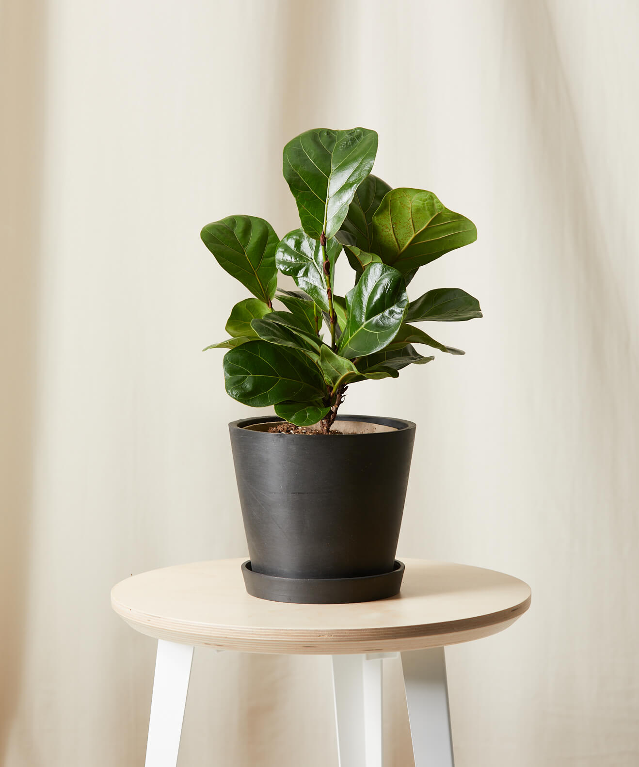 Buy Potted Ficus Little Fiddle Indoor Plant Bloomscape