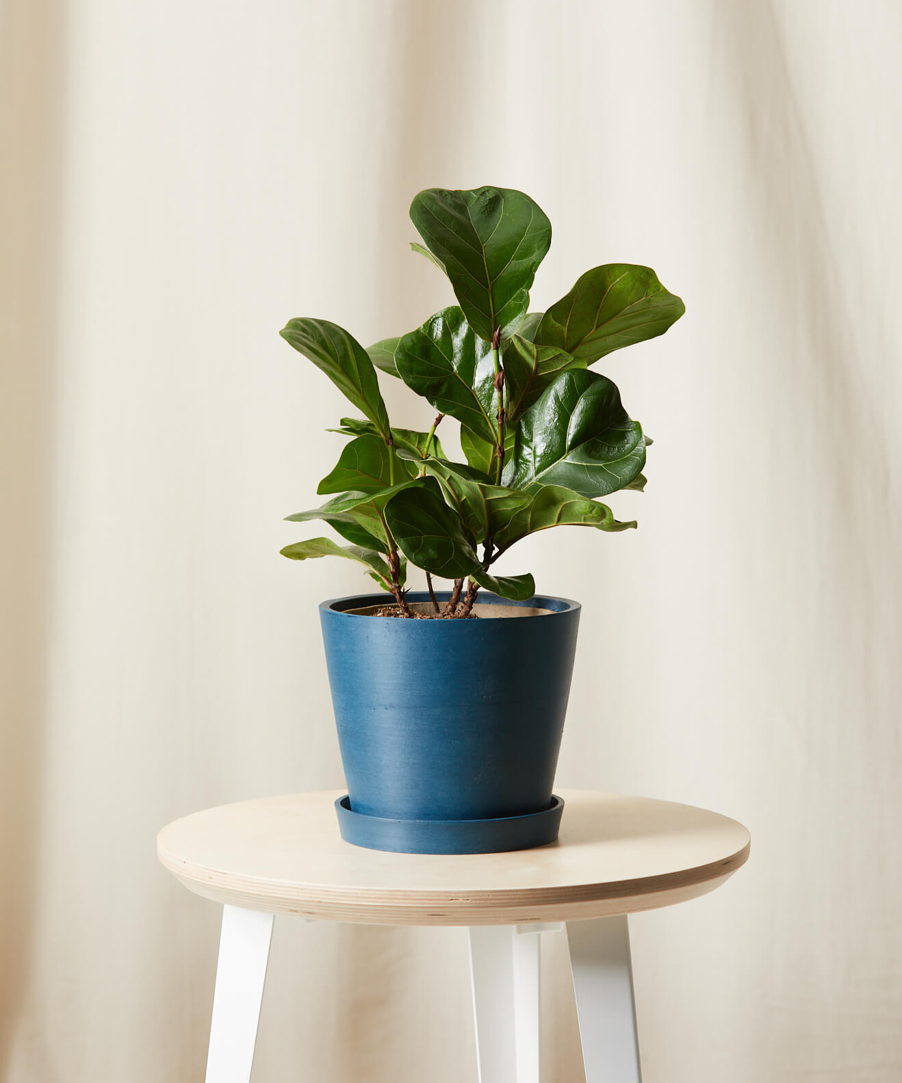 Buy Potted Ficus Little Fiddle Indoor Plant Bloomscape
