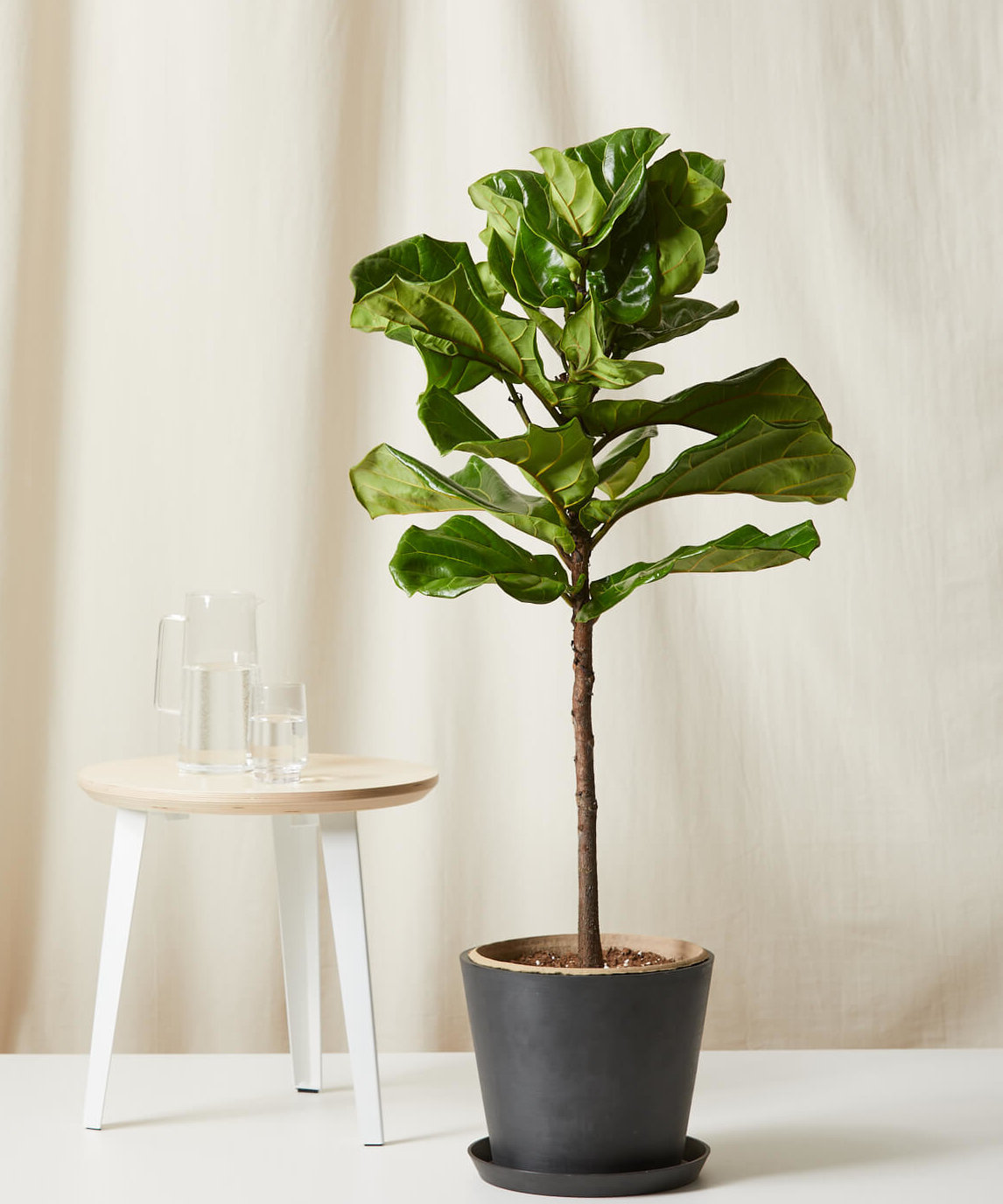 buy potted fiddle leaf fig indoor plant | bloomscape