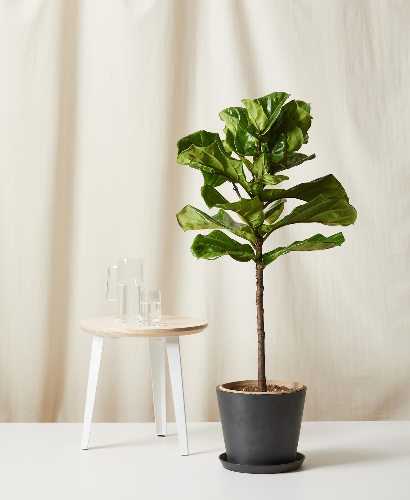 Buy Potted Fiddle Leaf Fig Indoor Plant | Bloomscape
