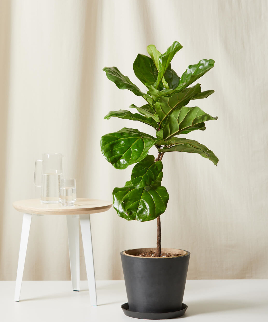 undersøgelse radikal Styre Buy Potted Fiddle Leaf Fig Indoor Plant | Bloomscape