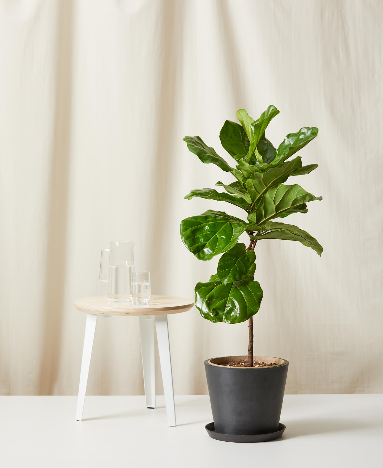 Buy Potted Fiddle Leaf Fig Indoor Plant | Bloomscape
