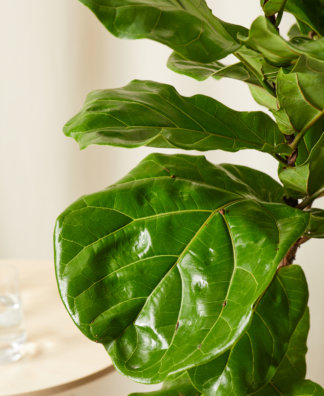 Buy Potted Fiddle Leaf Fig Indoor Plant | Bloomscape