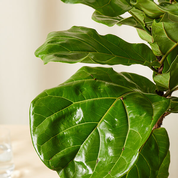 What to Do if Your Fiddle Leaf Fig Leaves Have Holes