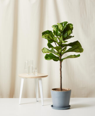 Buy Bloomscape Potted Fiddle Leaf Fig