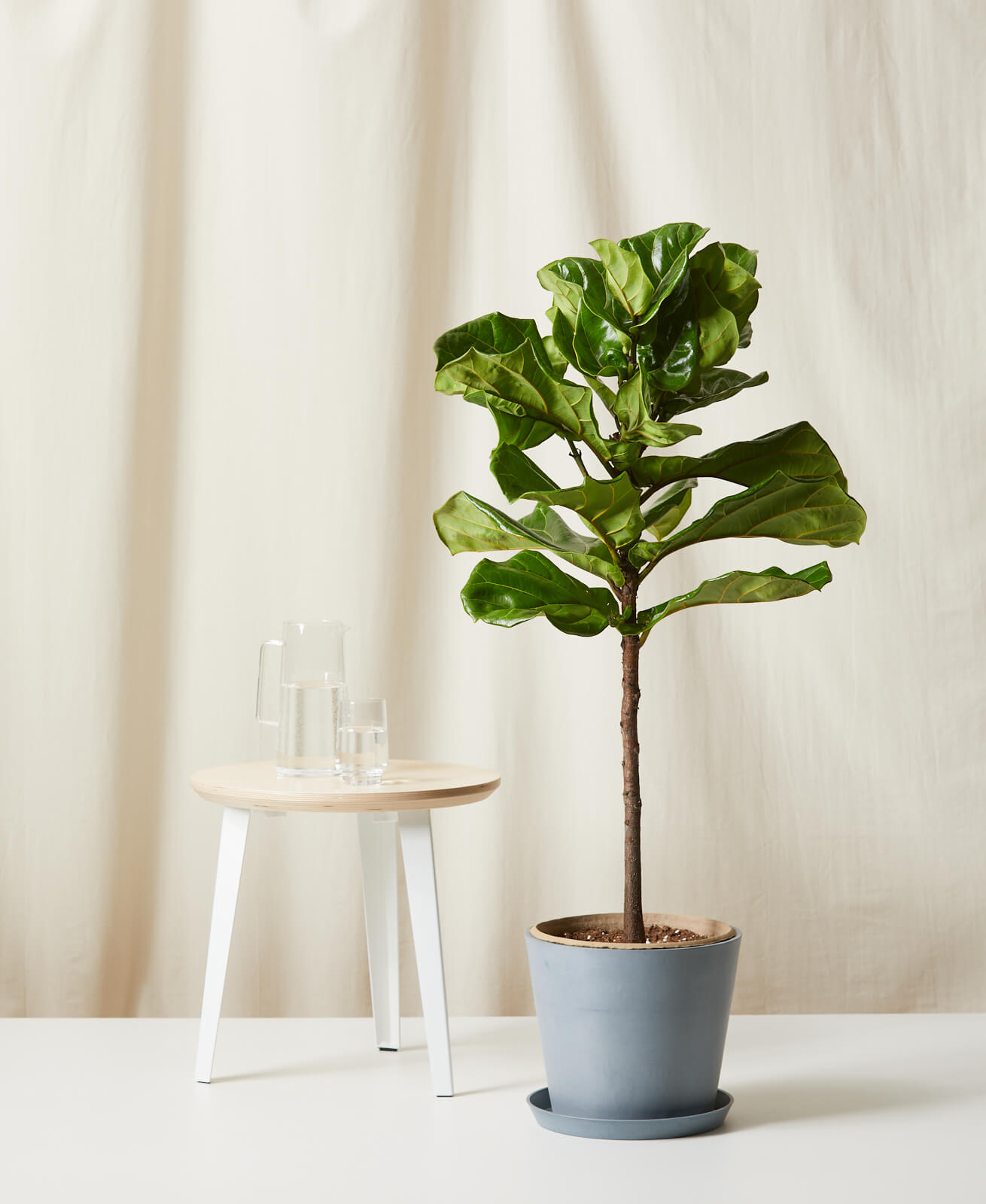 Little Fiddle Fiddle Leaf Fig 101: How to Care for Fiddle Leaf Figs