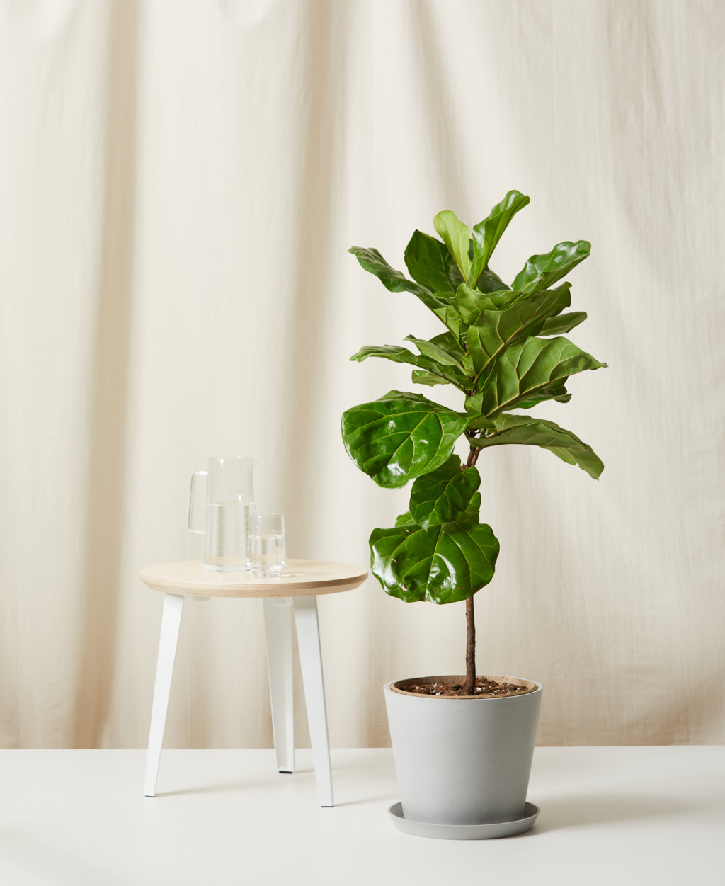 Monstera 101: How to Care for Monsteras | Bloomscape