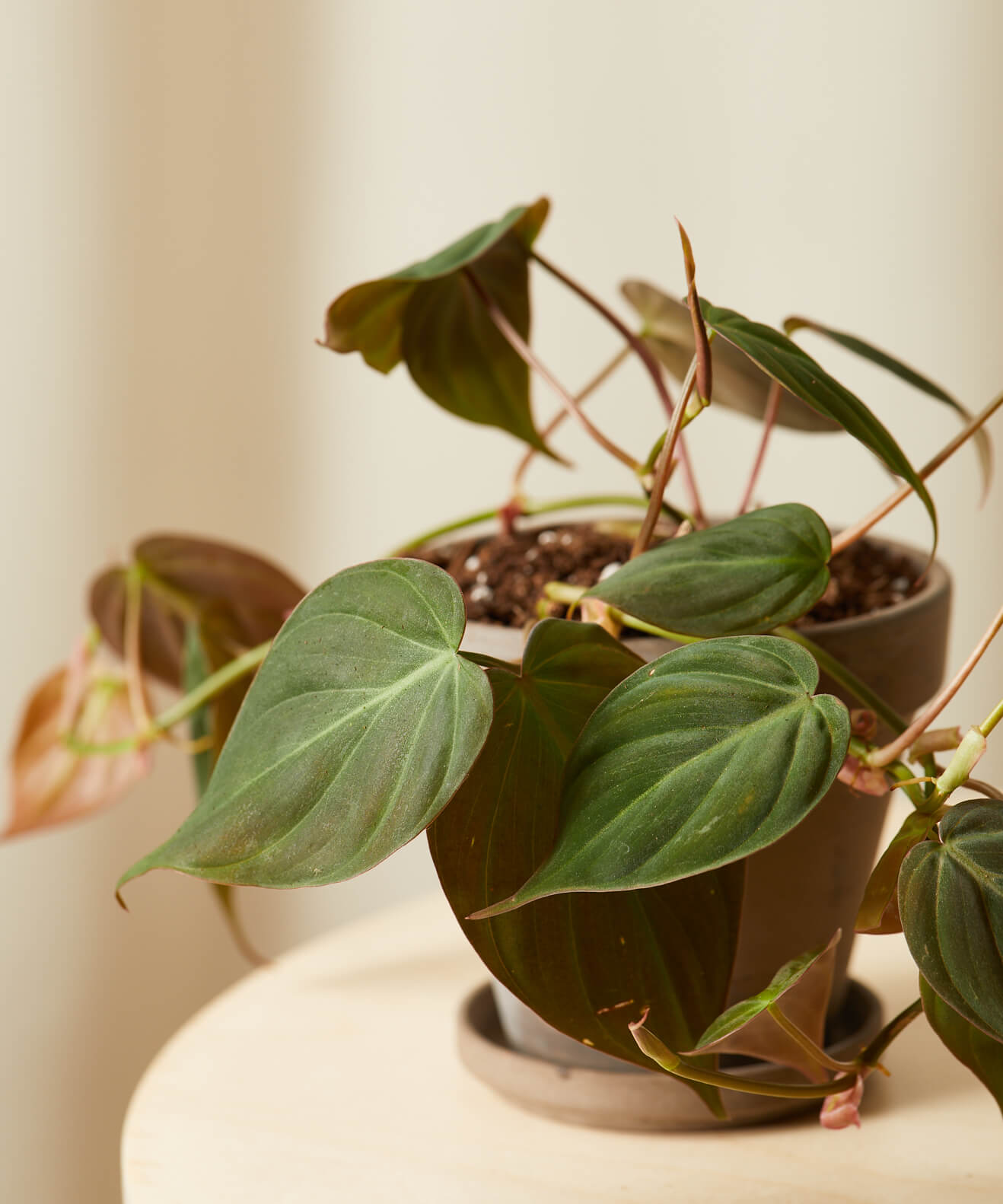 Buy Bloomscape Potted Happy Trails Collection