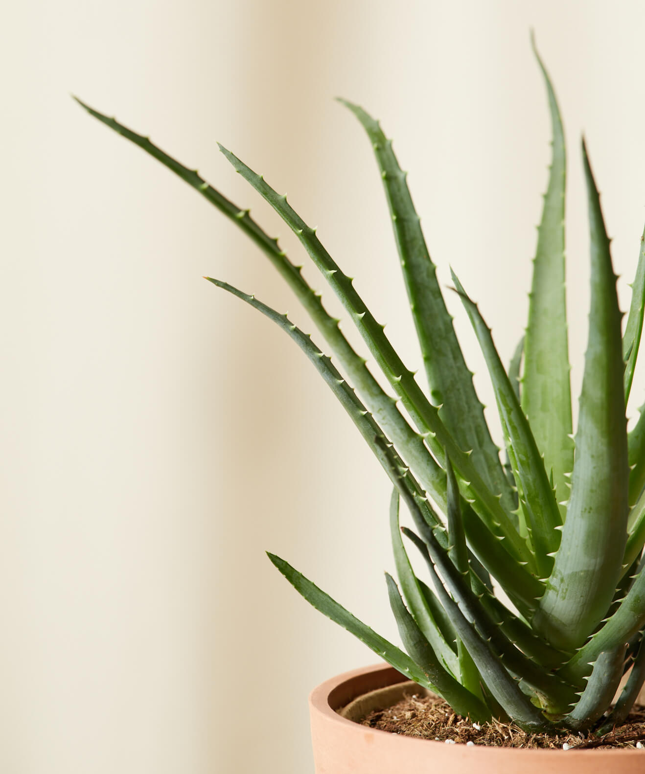Buy Bloomscape Potted Hedgehog Aloe