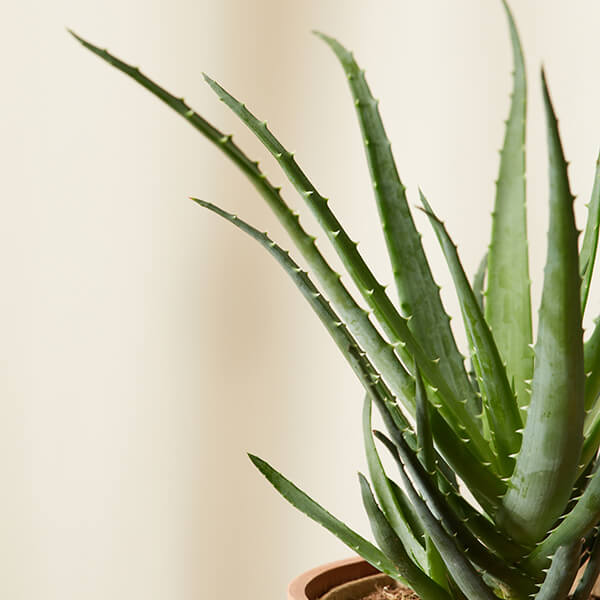 Aloe