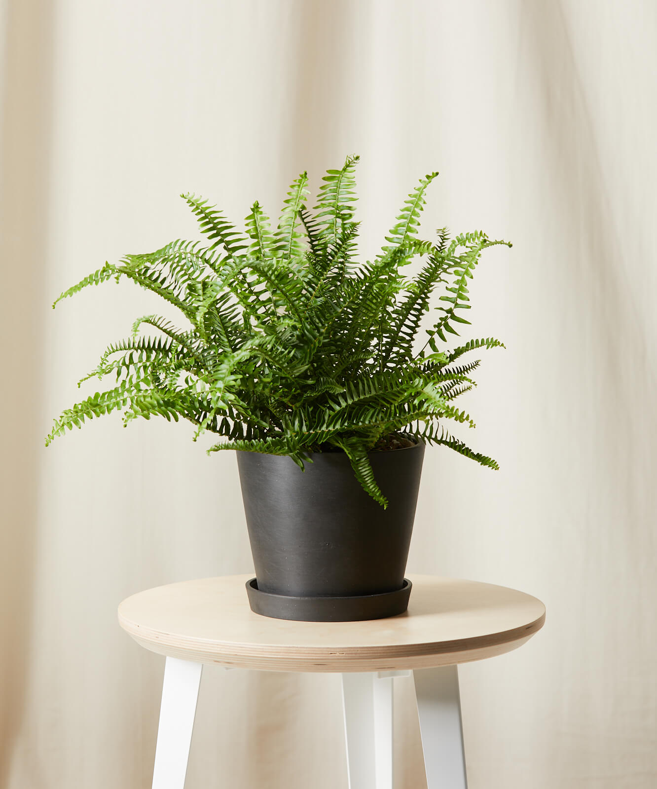 Image of Kimberly Queen Fern -  Charcoal