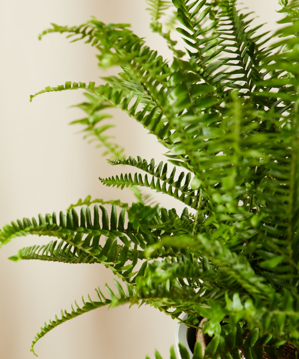 Buy Potted Kimberly Queen Fern Indoor Plant 