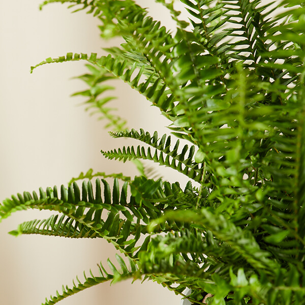 Fern