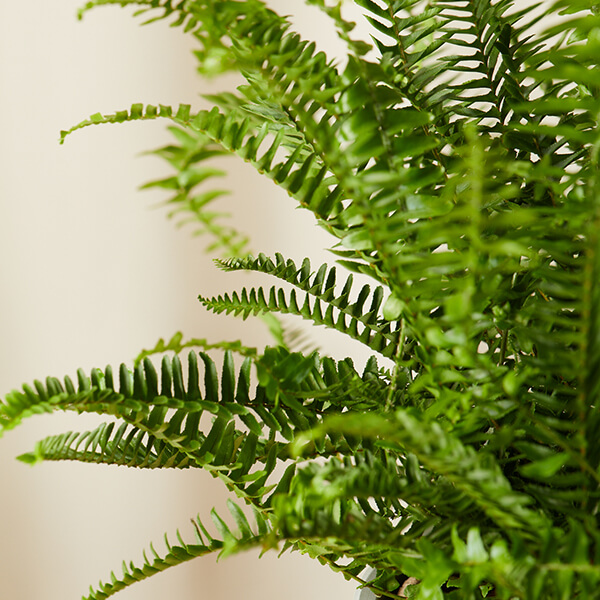 Fern Care