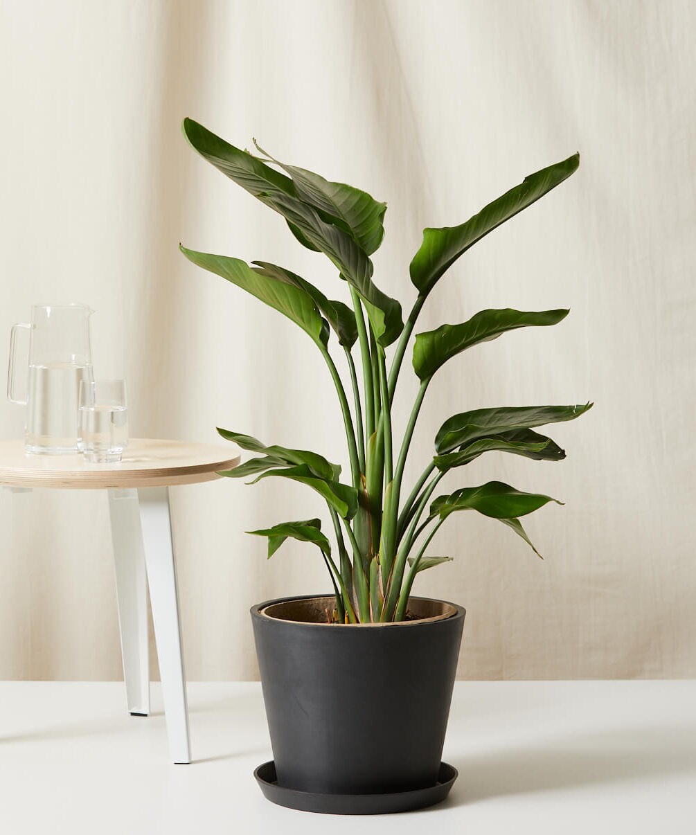 Buy Bloomscape Potted Large Bird of Paradise