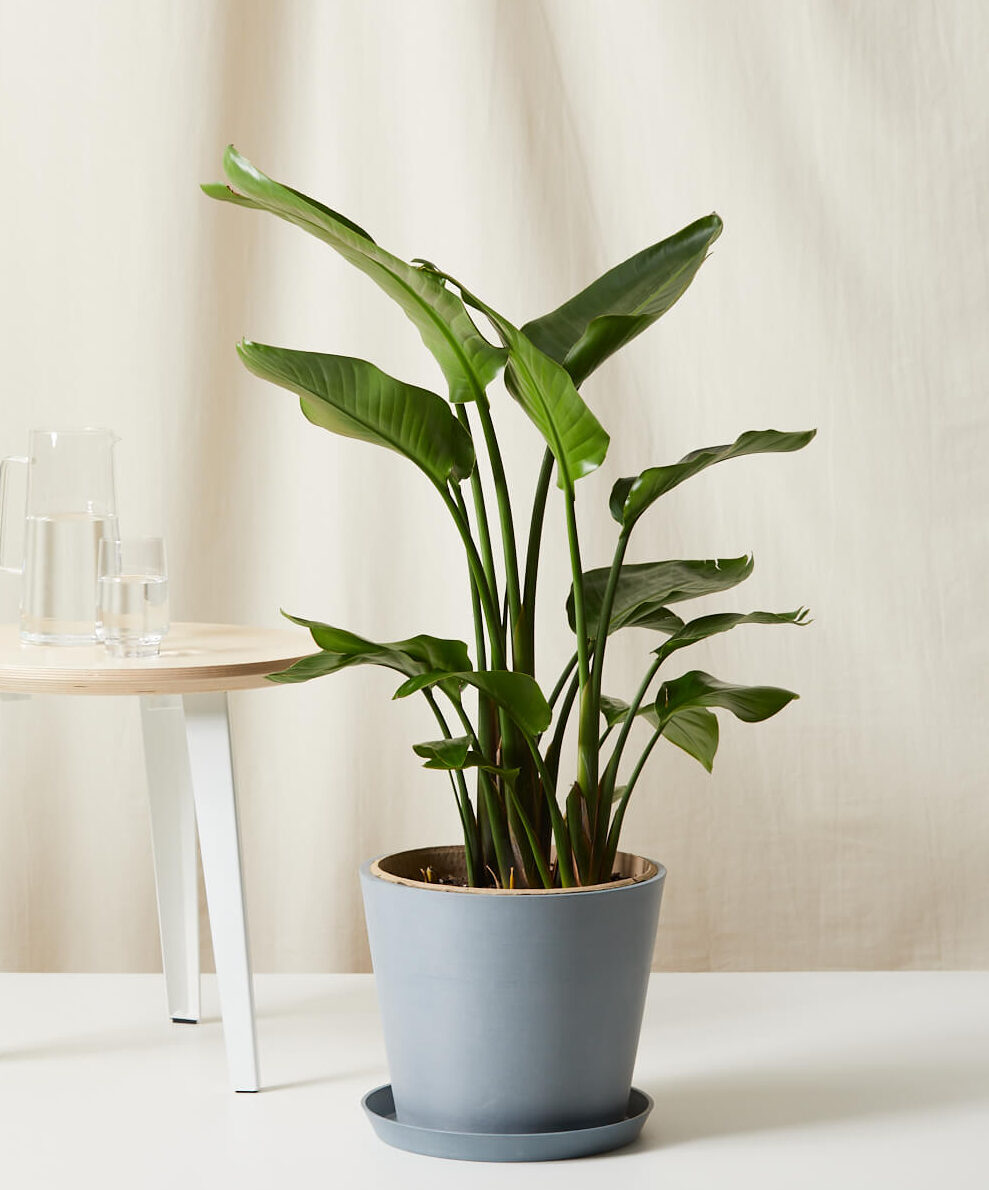 Bloomscape Large Bird of Paradise potted in Slate Ecopot