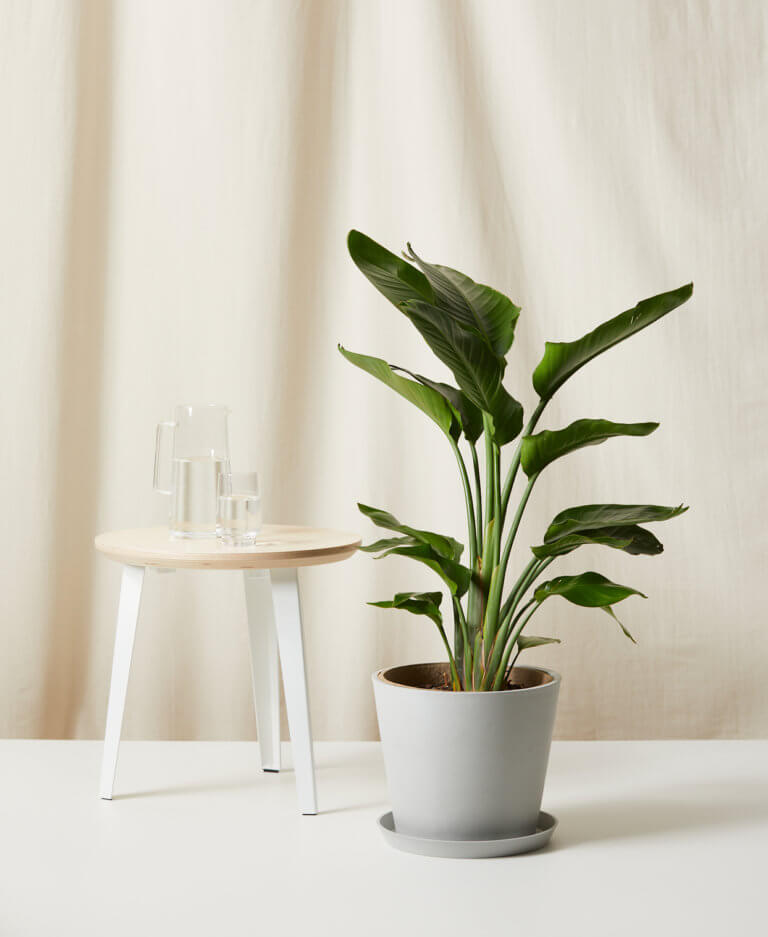 Buy Large, Potted Bird of Paradise Indoor Plant Bloomscape