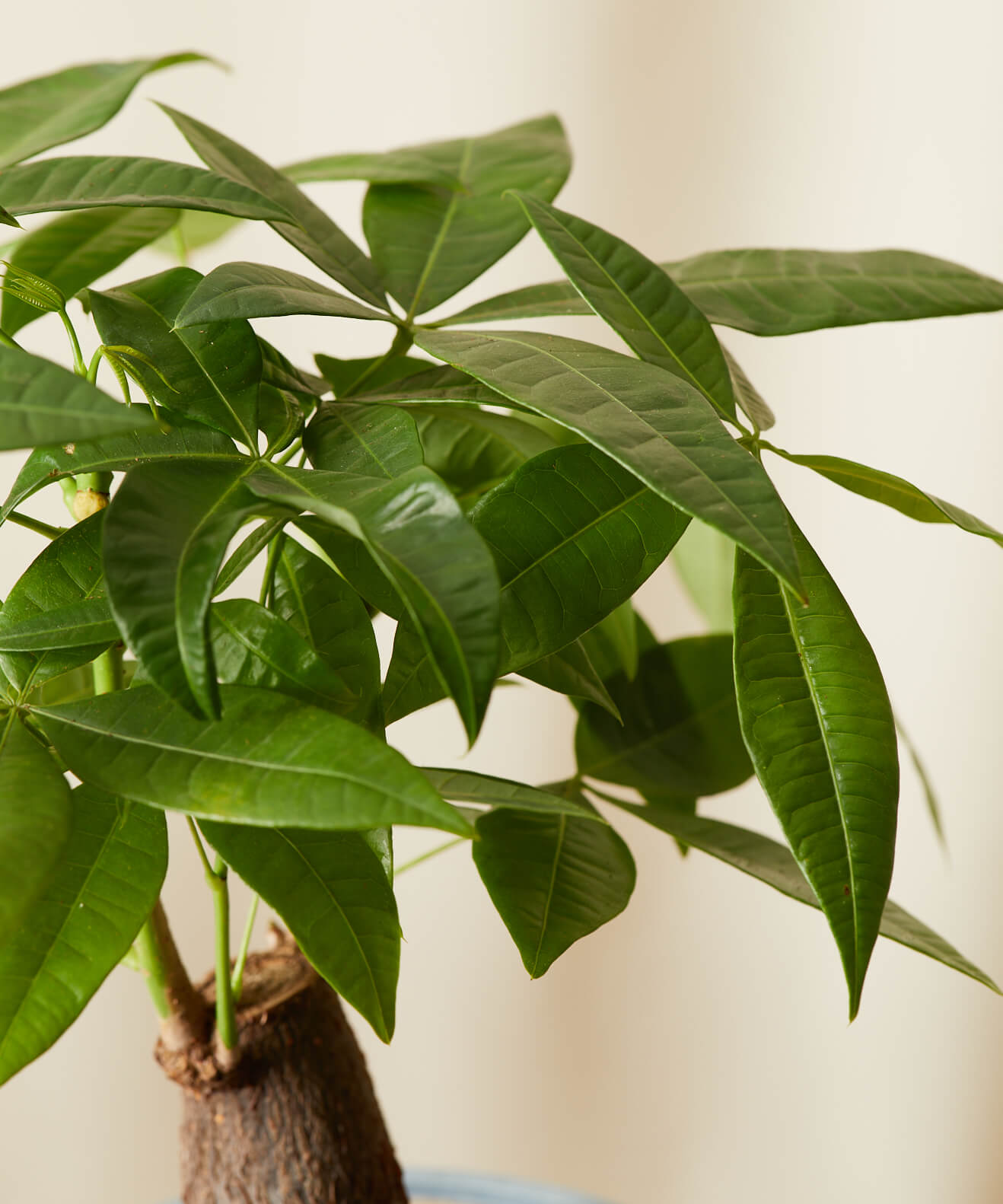 Buy Mini Money Tree Indoor Plant Bloomscape