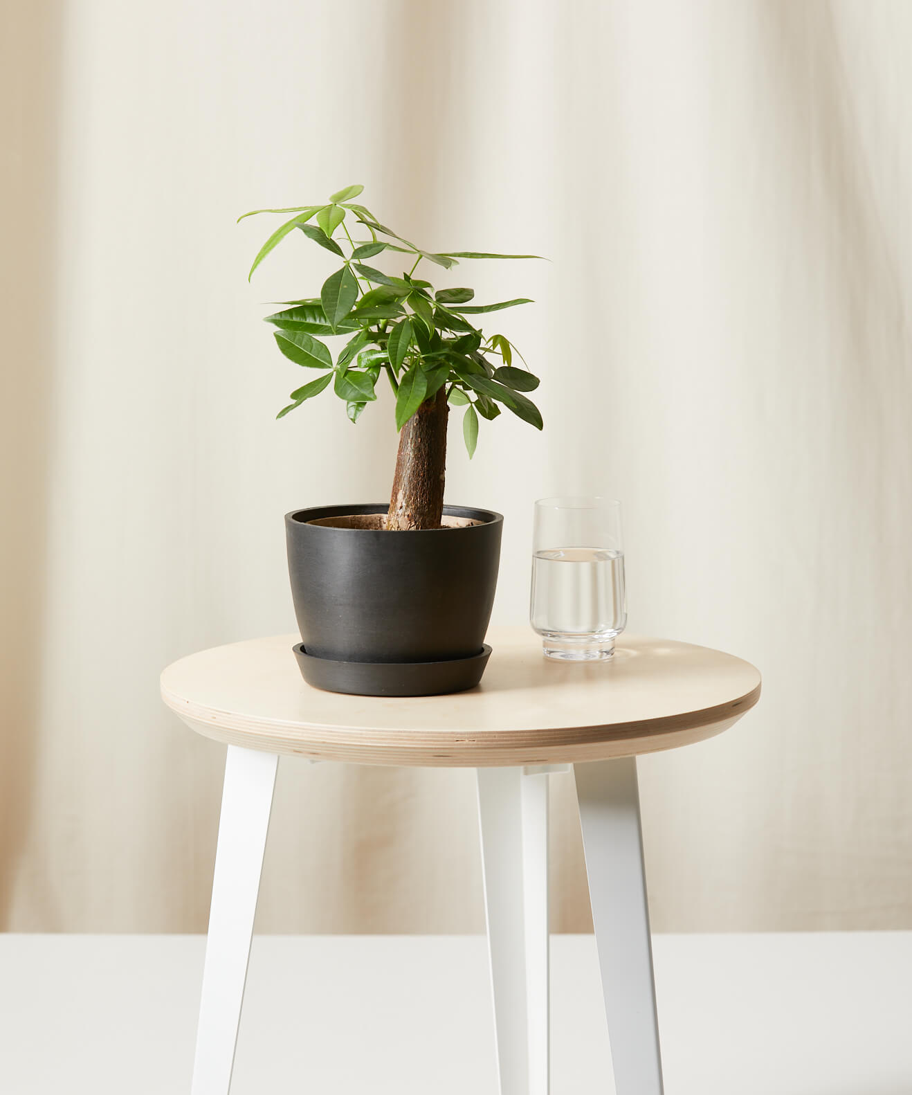 Buy Potted Mini Money Tree Indoor Plant | Bloomscape