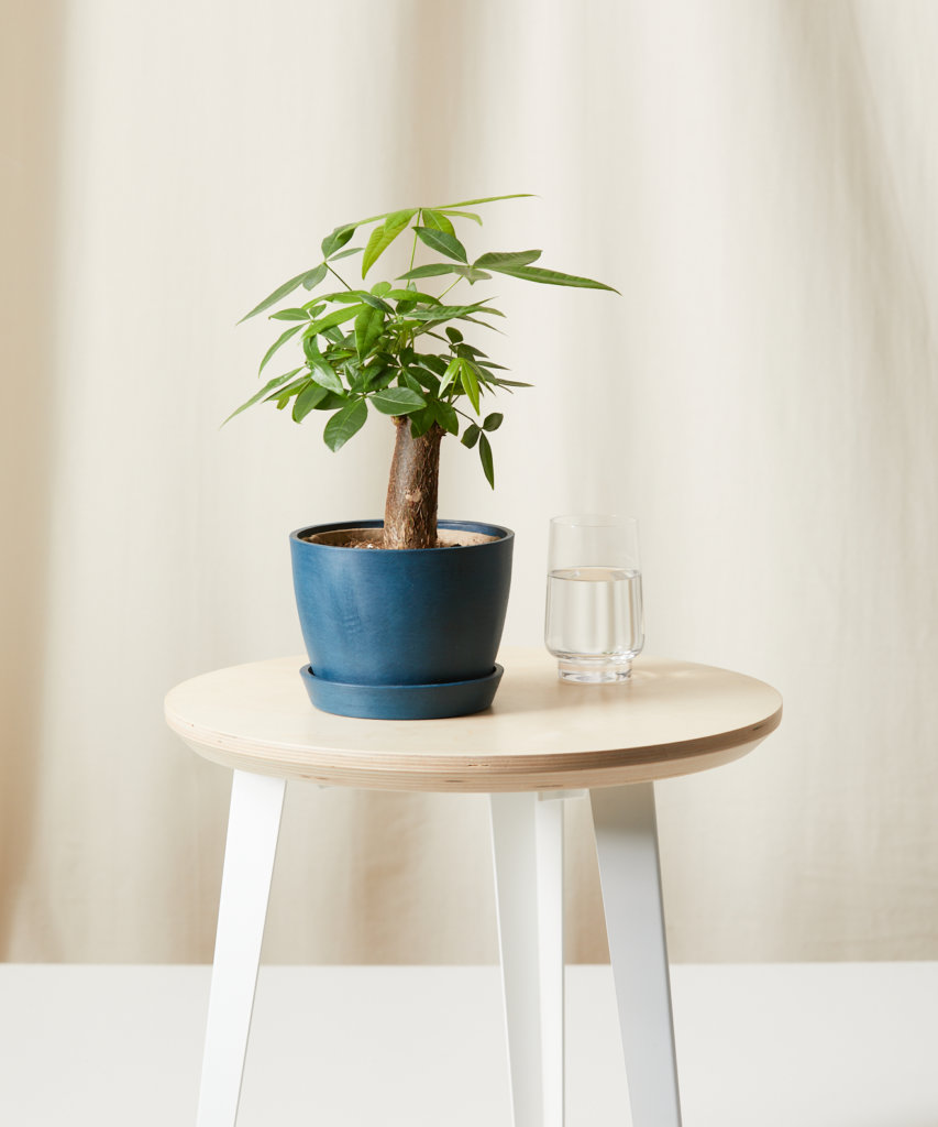 Buy Bloomscape Potted Mini Money Tree