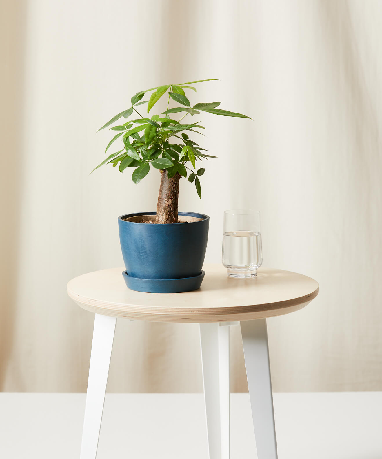 The Money Tree Plant: Symbolism and Benefits | Bloomscape