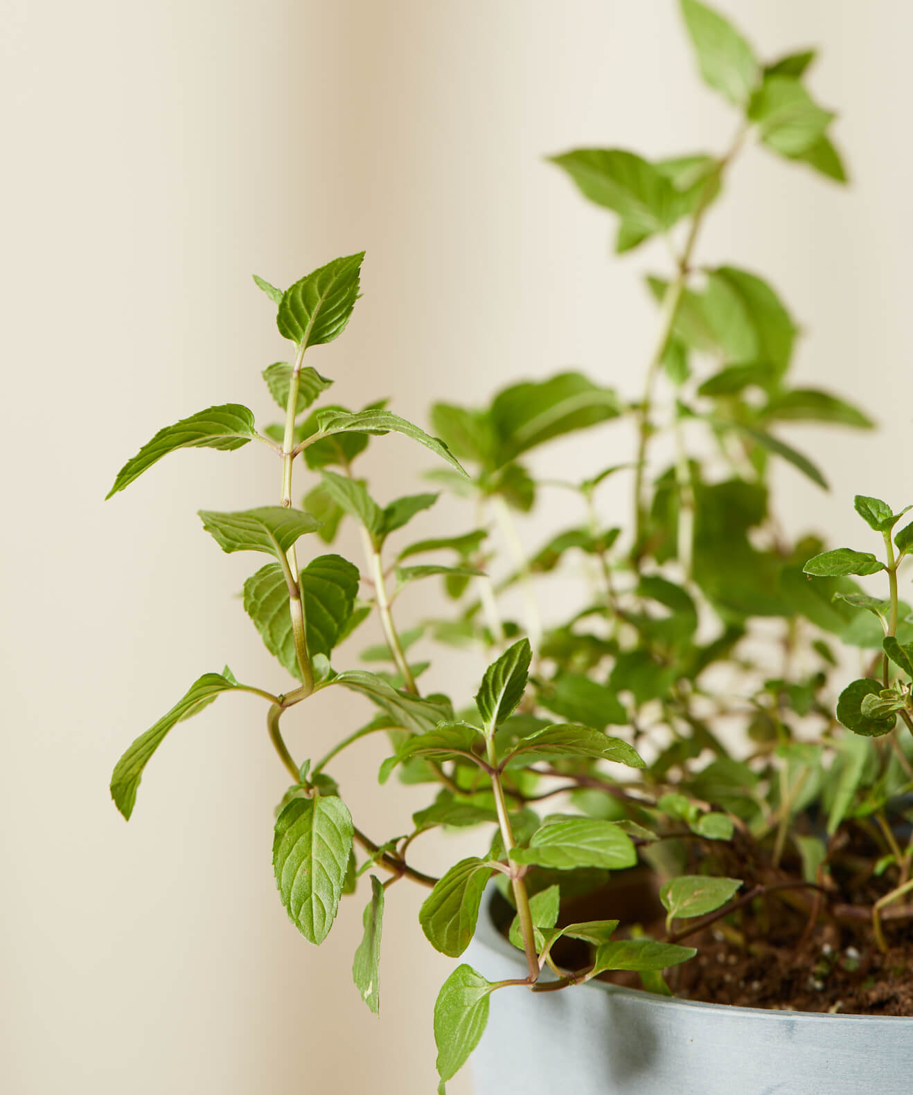 Buy Bloomscape Edible Garden Potted Peppermint Plant