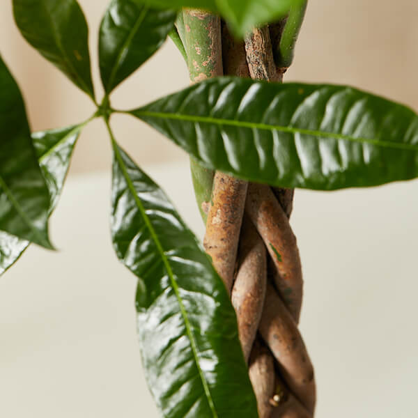 Money Tree