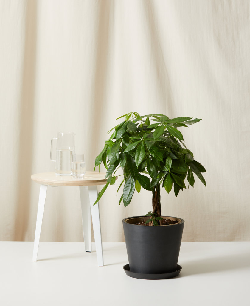 Buy Bloomscape Potted Money Tree