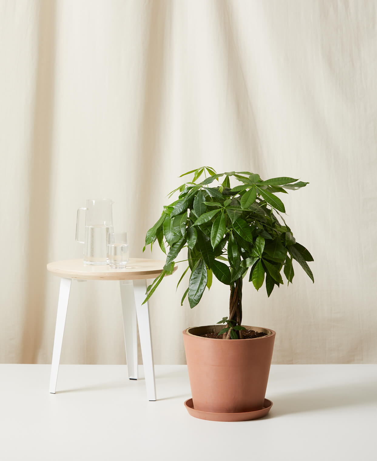 Money Tree 101: How to Care for Money Trees | Bloomscape