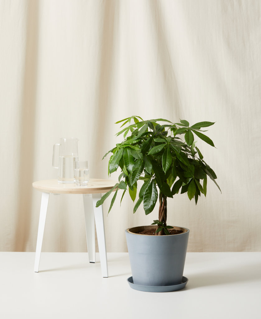 Buy Bloomscape Potted Money Tree