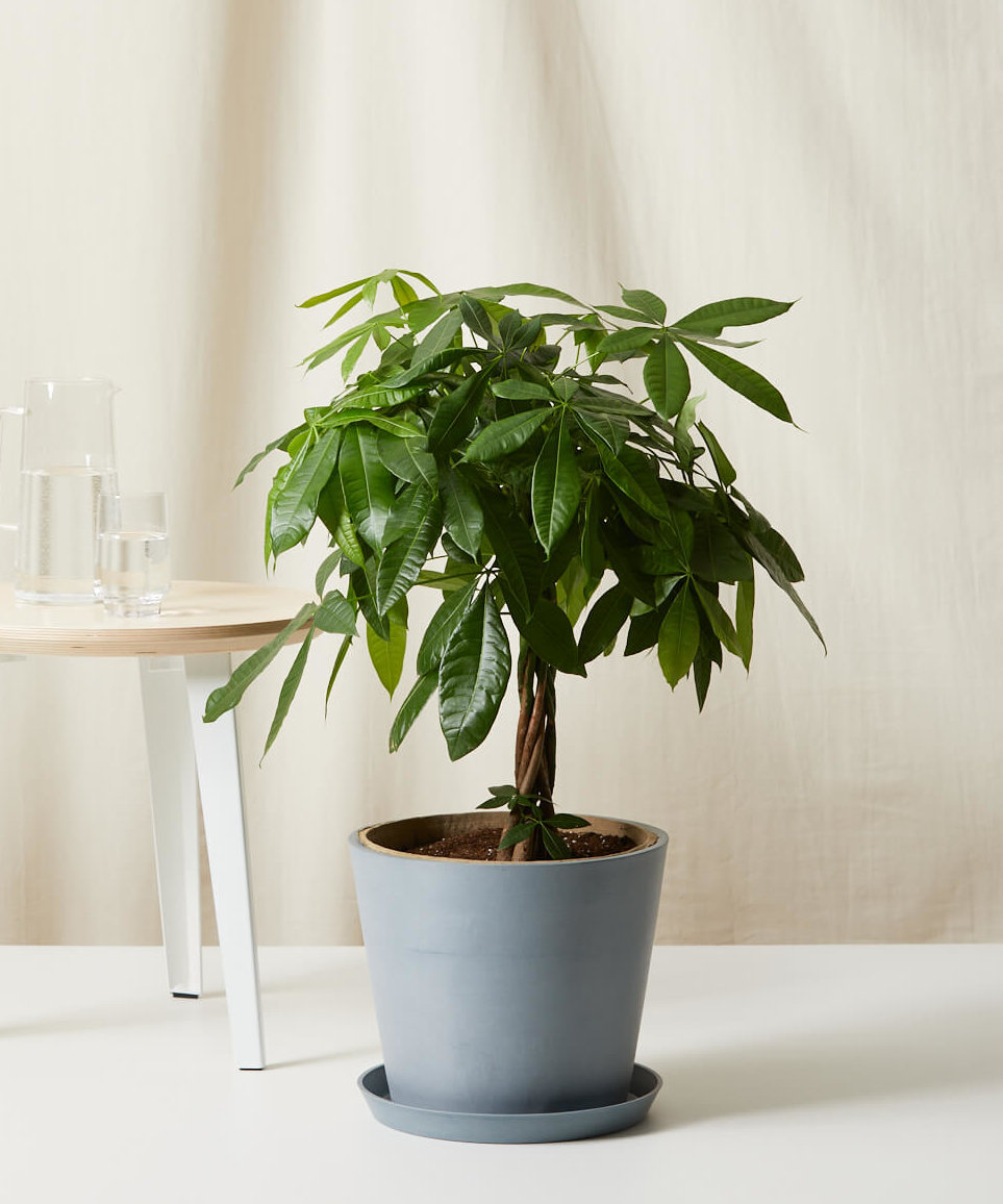 Buy Potted Money Tree Indoor | Bloomscape