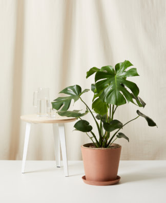 Buy Bloomscape Potted Monstera