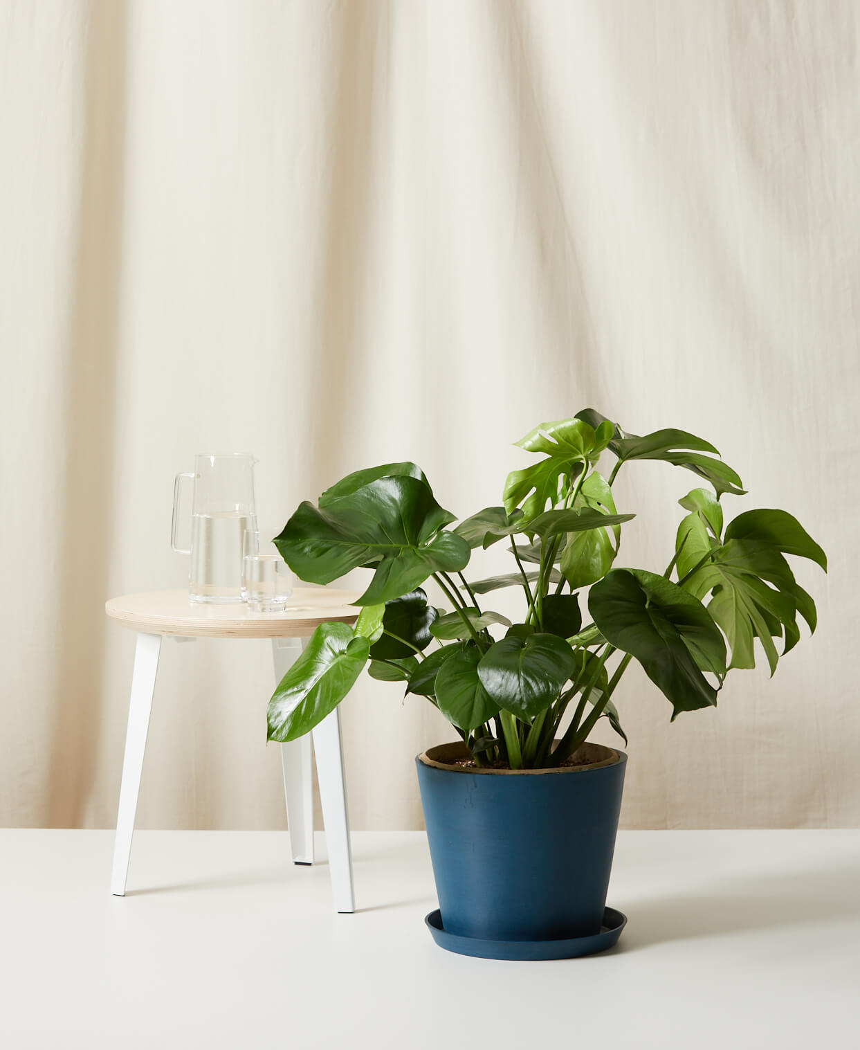 The Sill  How To Care for a Monstera Deliciosa