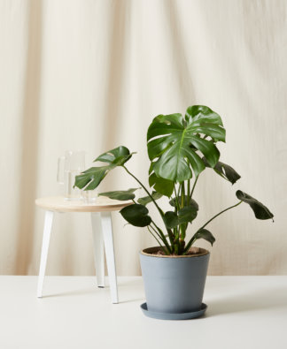 Buy Bloomscape Potted Monstera