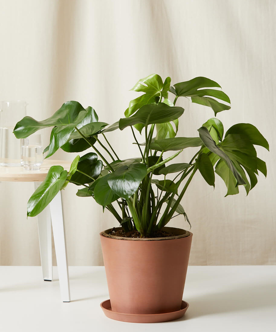 Monstera Plant 26"-32" Tall | Monstera Deliciosa | Swiss Cheese Plant - Clay