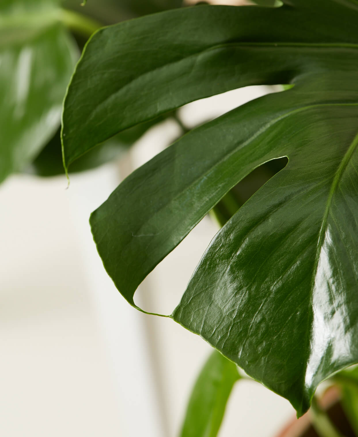 Buy Bloomscape Potted Monstera