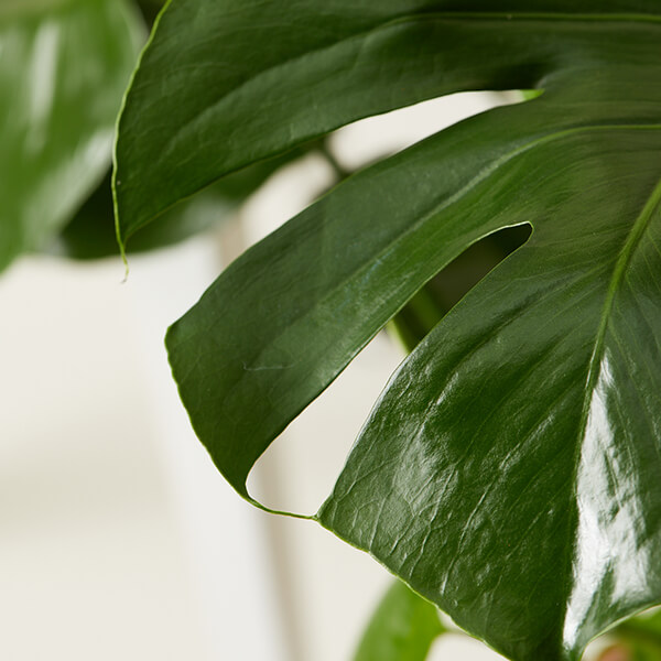Monstera