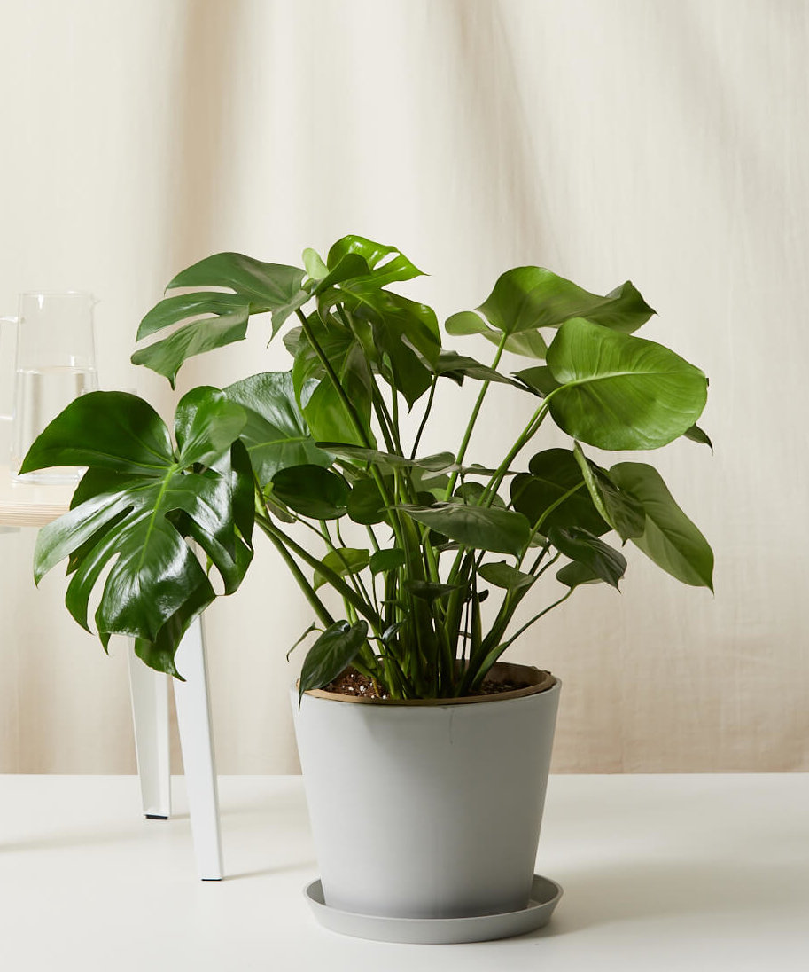 Buy Potted Monstera Indoor Plant
