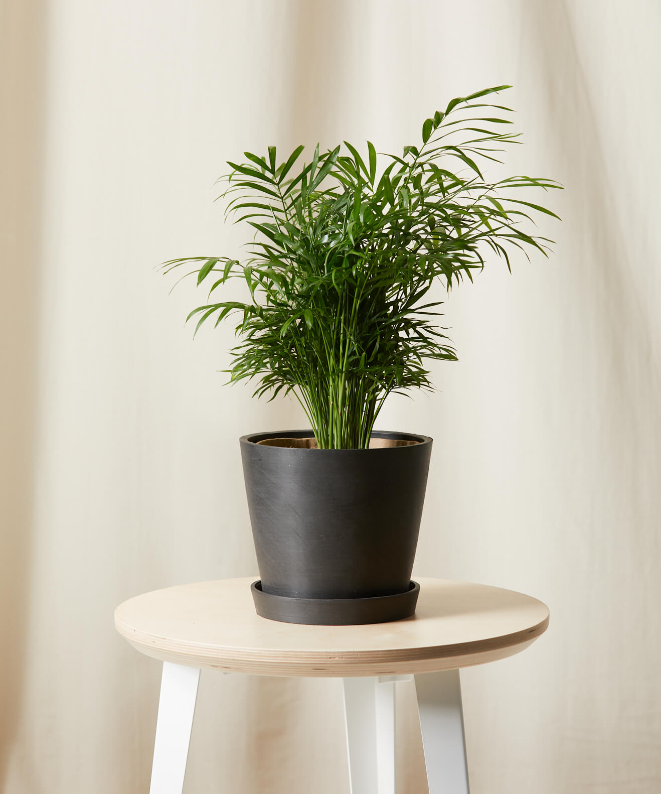 chamaedorea elegans indoor plants cats