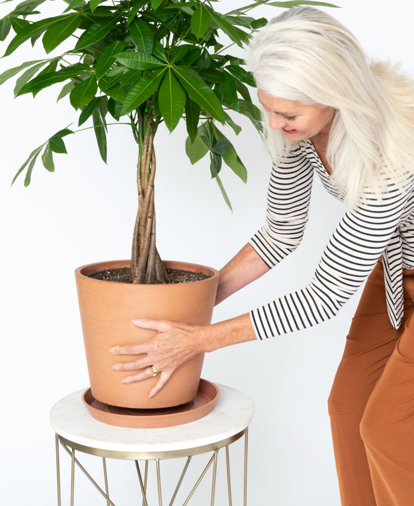 Toepassen bericht Universiteit How to Choose a Pot that Complements Your Plant - Bloomscape