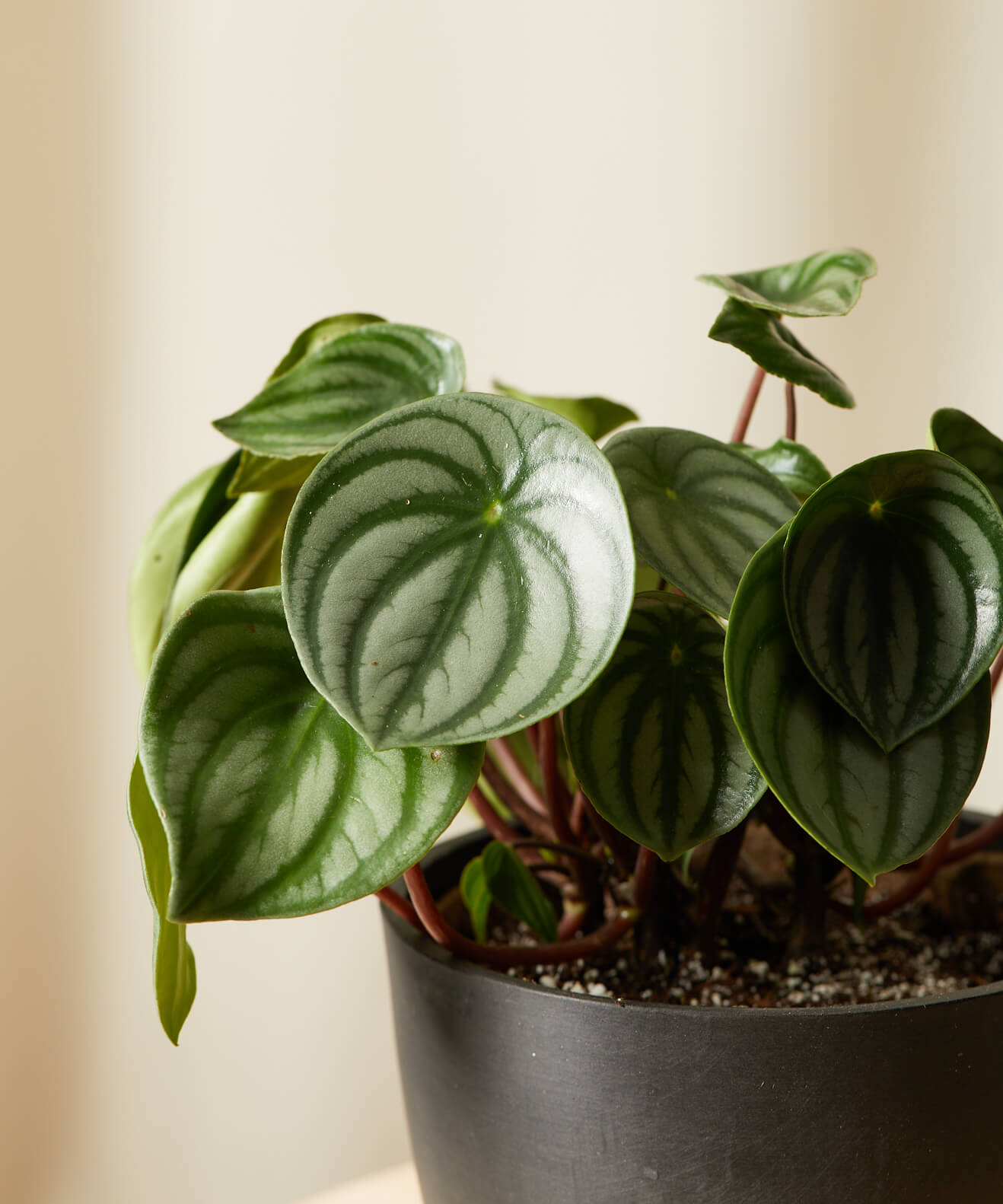 Buy Bloomscape Potted Peperomia Watermelon