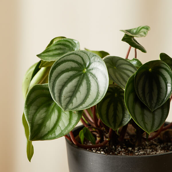 Philodendron or Cupid Peperomia, Philodendron or Cupid Pepe…