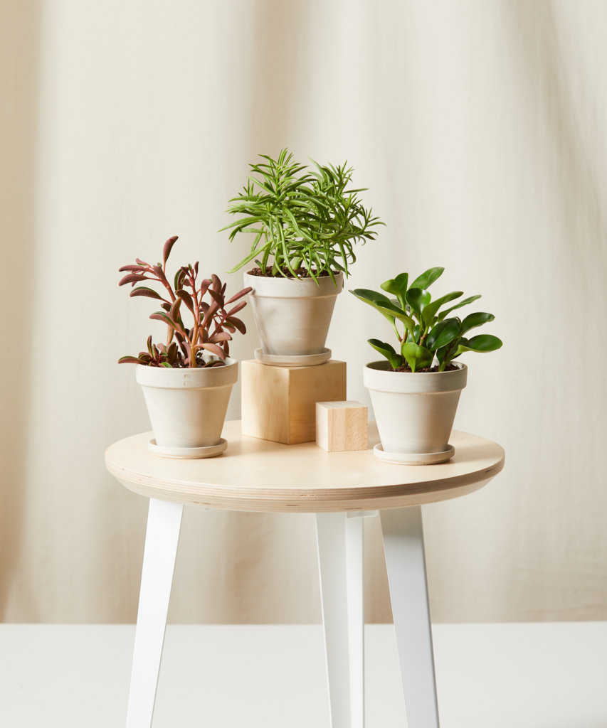 Buy Bloomscape Potted Pet-Peromia Collection